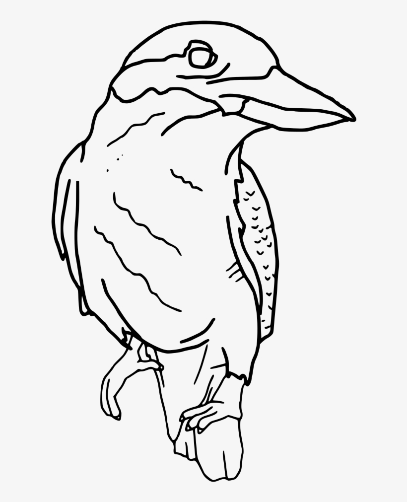 Perched Outline Rooweb - Outline Drawing Of Kookaburra, transparent png download