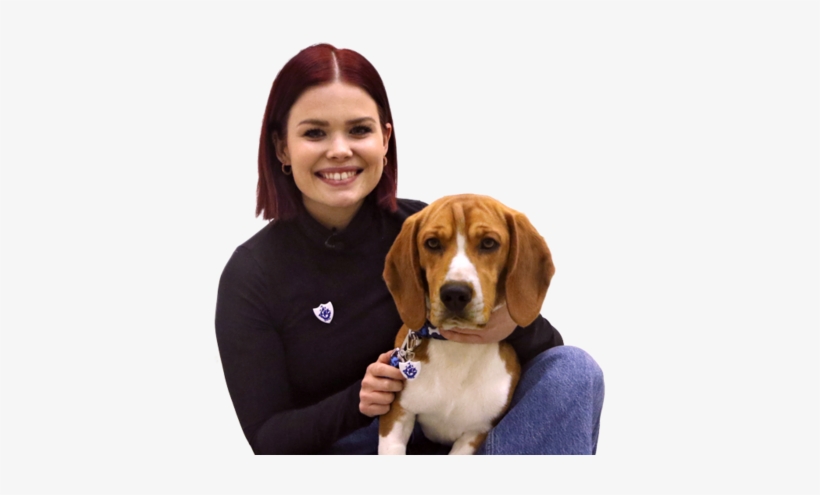 Blue Peter - Beagle, transparent png download