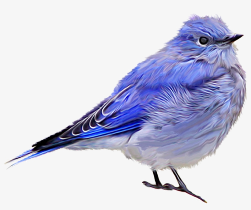 Blue Sparrow Png Download - Bird, transparent png download