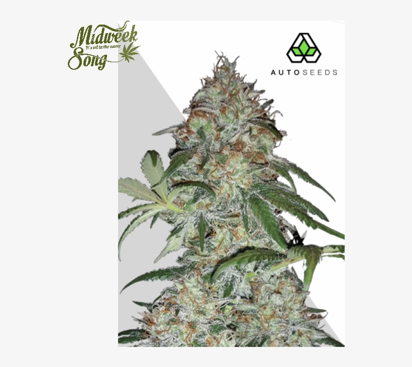 Auto Seeds Sucker Punch Cannabis Seeds - Autoflowering Cannabis, transparent png download