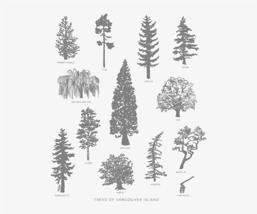 Western Yellow Pine, transparent png download