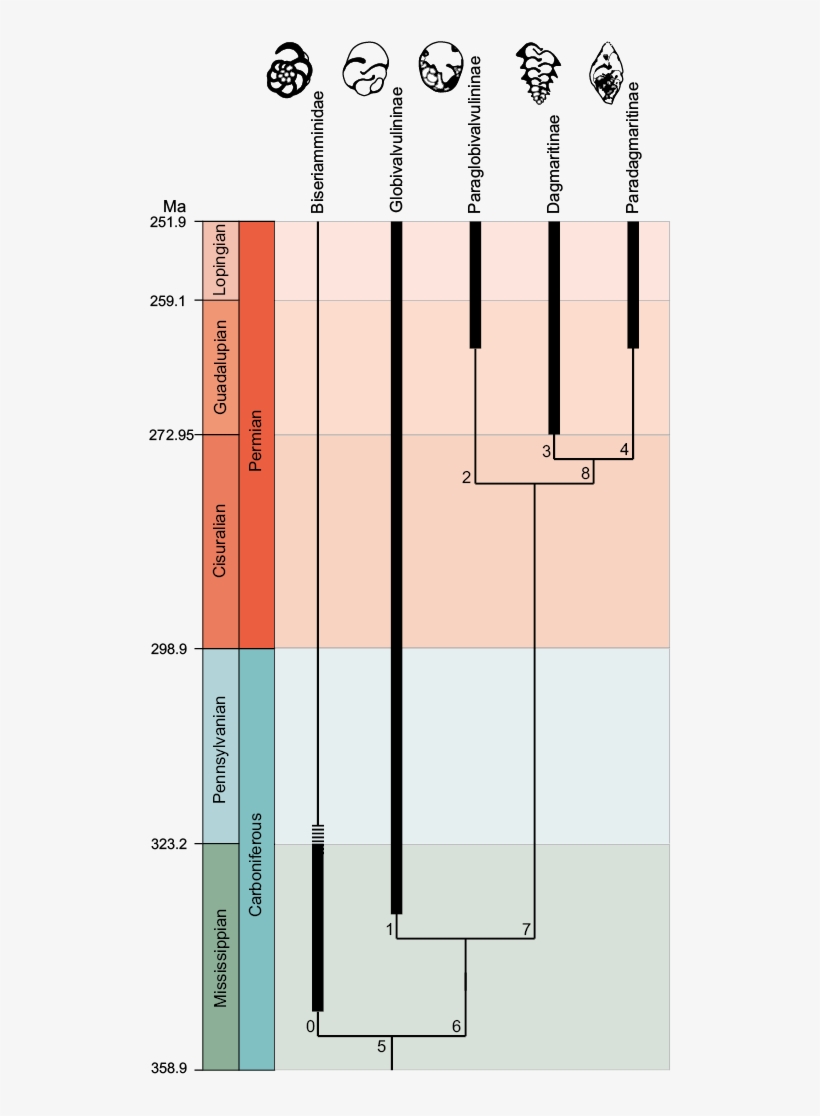 Thick Lines Represent The Known Stratigraphic Ranges - Diagram, transparent png download