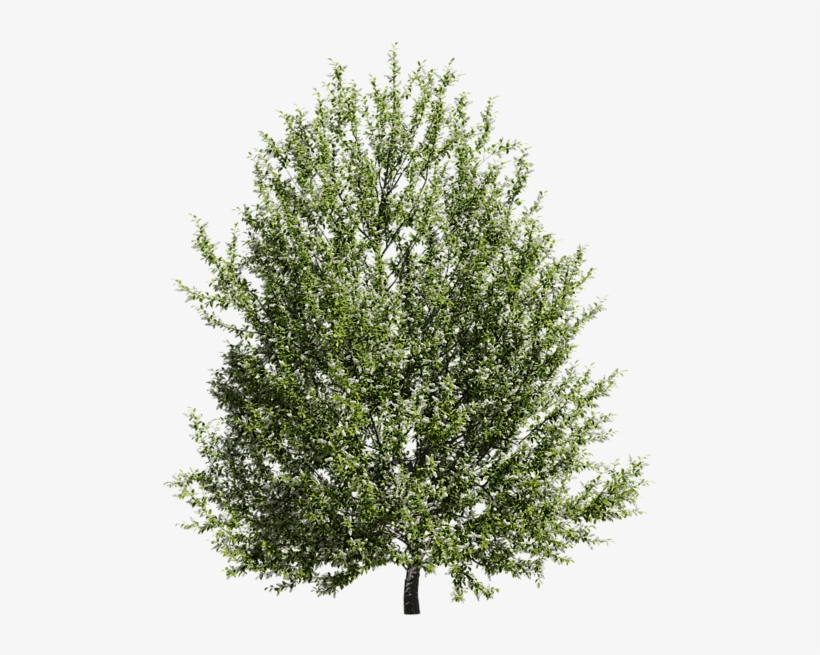 Previous - Next - Mexican Pinyon, transparent png download