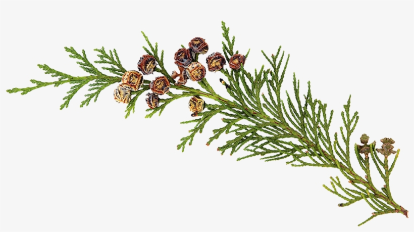 Cedarwood - Illustration, transparent png download