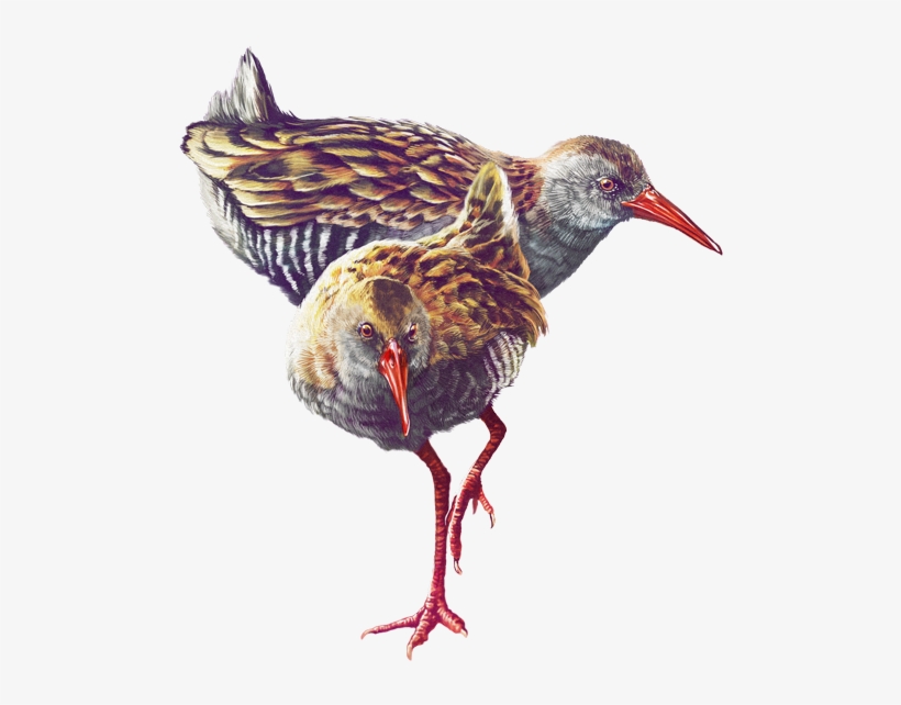 Ilustración - Aves De La Sabana De Bogota, transparent png download
