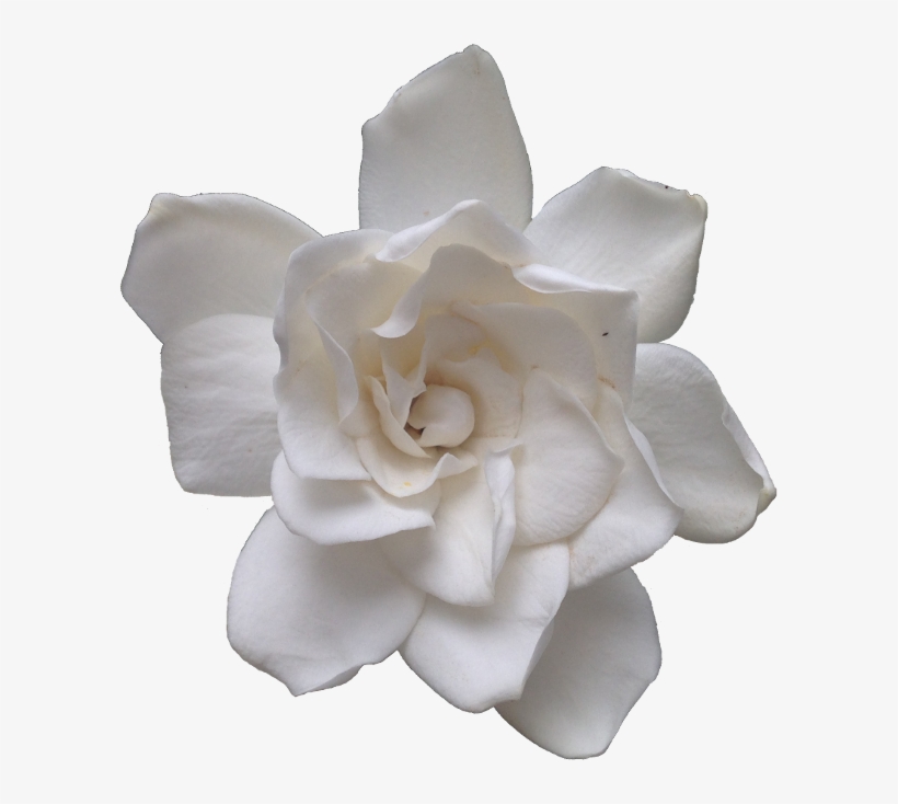 Tinybuffpixels The Most - Gardenia Transparent, transparent png download