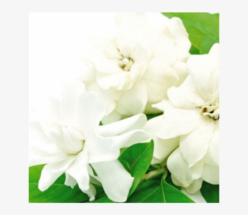 ❤ White Gardenia Fragrance Oil For Making Candles, - Gardenia, transparent png download
