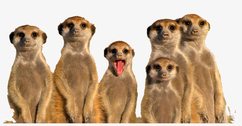 Meerkats - There's Always One Who Ruins The Family, transparent png download