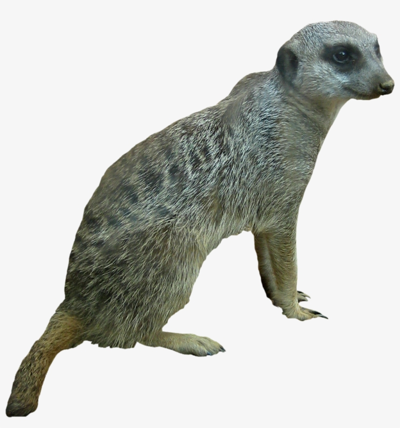 Go To Image - Punxsutawney Phil, transparent png download