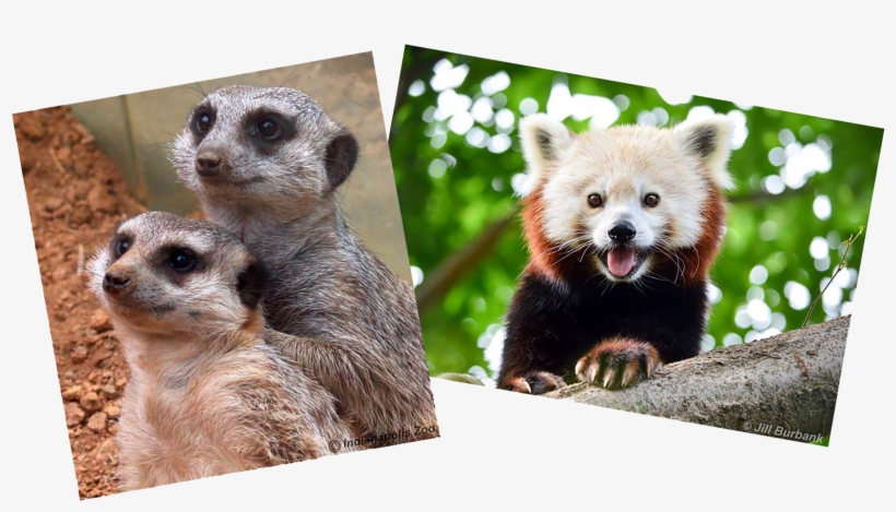 Admin Animal - Meerkat, transparent png download