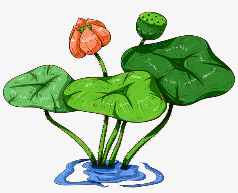 Original Commercial Hand Painted Aquatic Plants Png - ดอกบัว ฝักบัว, transparent png download
