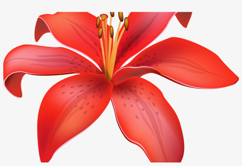 Lily, transparent png download