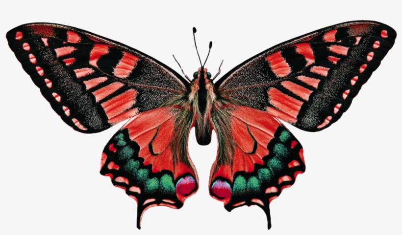 Nanoarchitectures For Air Purification / Technologies - Butterfly Baby Name, transparent png download