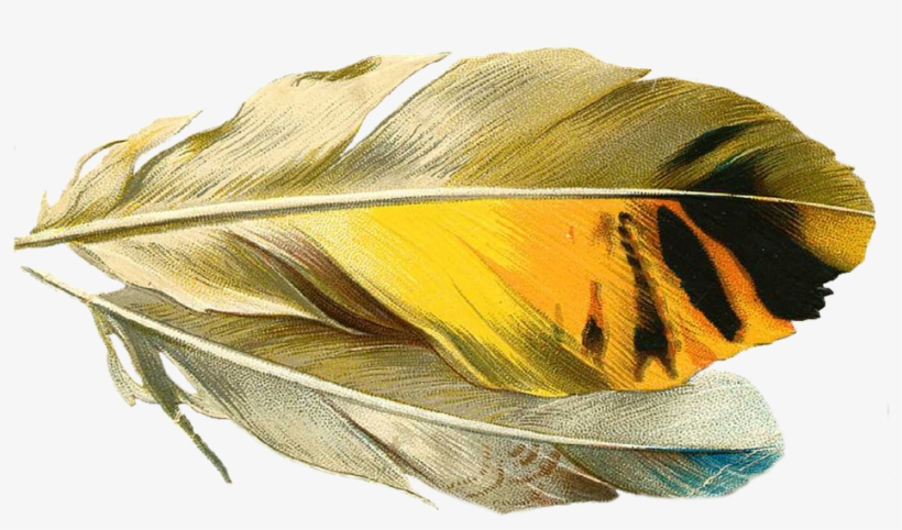 Feather, Quill, Old - Quill, transparent png download