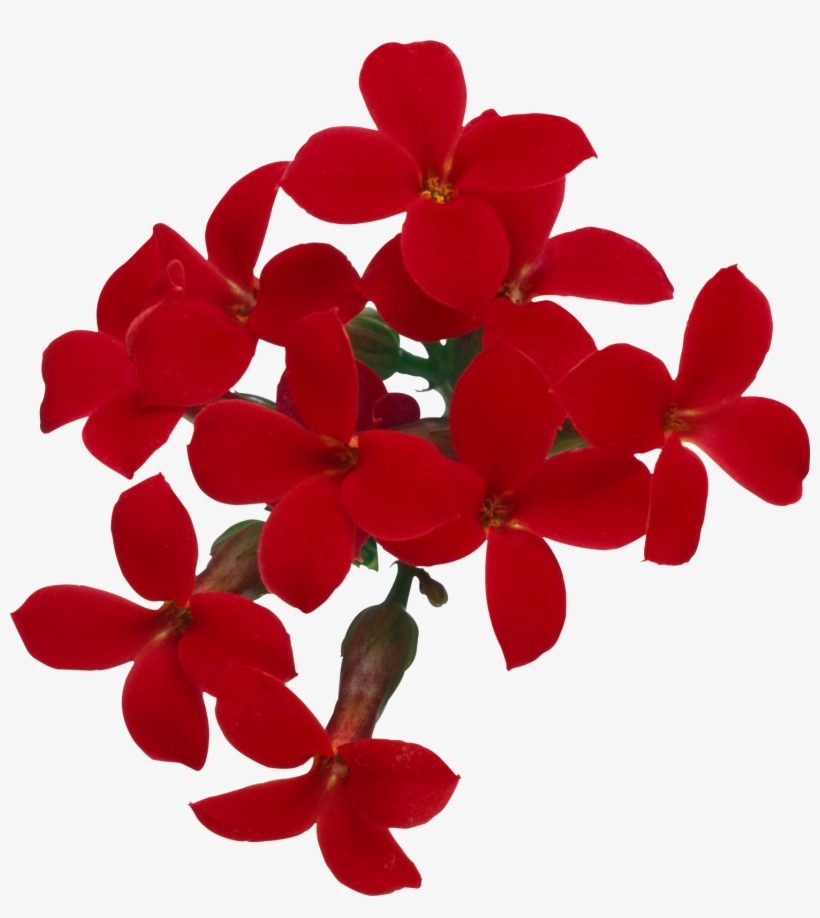 Flores Png, Ramos, Etc, Renders - Flores Reales Png, transparent png download