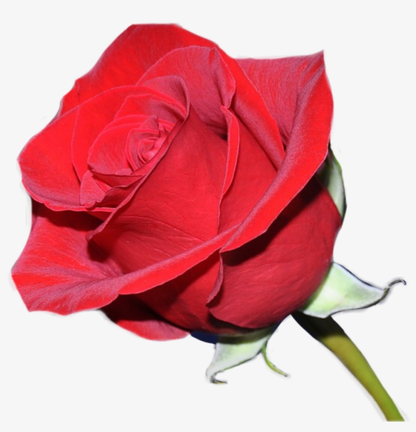 Ordo Amoris, transparent png download