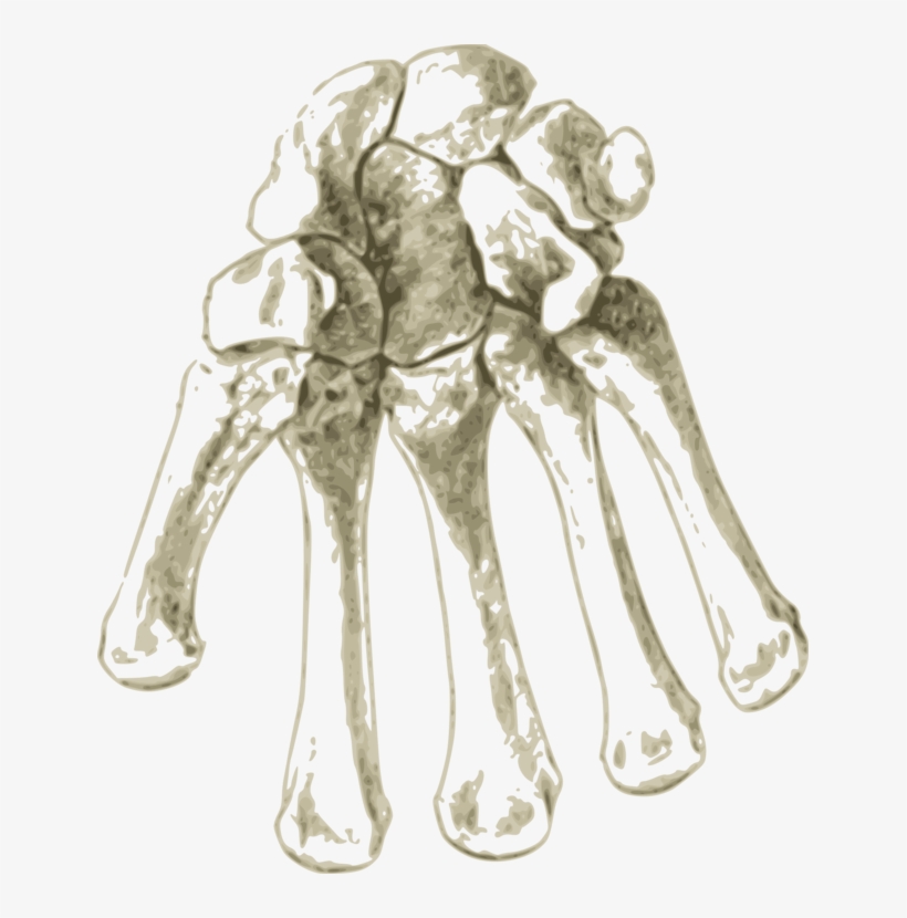 Hand Bone Pelvis Human Body Blood Vessel - Bone, transparent png download