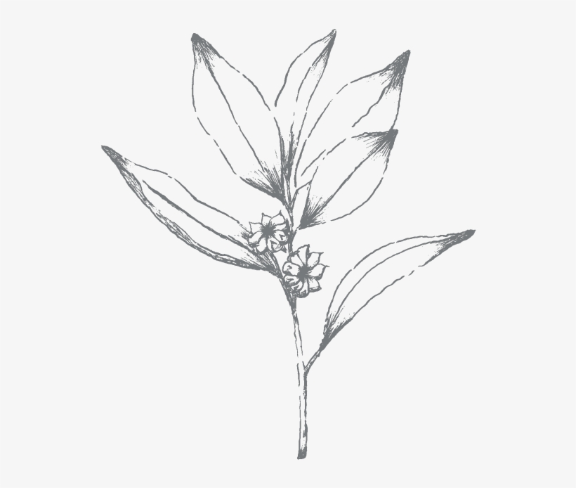 Star Anise - Sketch, transparent png download