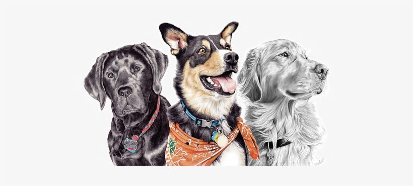 Lahar Studios Pet Portraits In Colored Pencil - Drawing, transparent png download