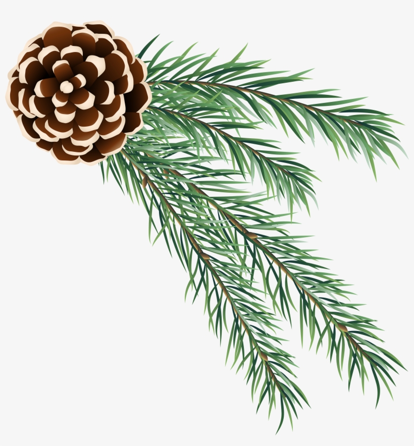 Shortstraw Pine, transparent png download