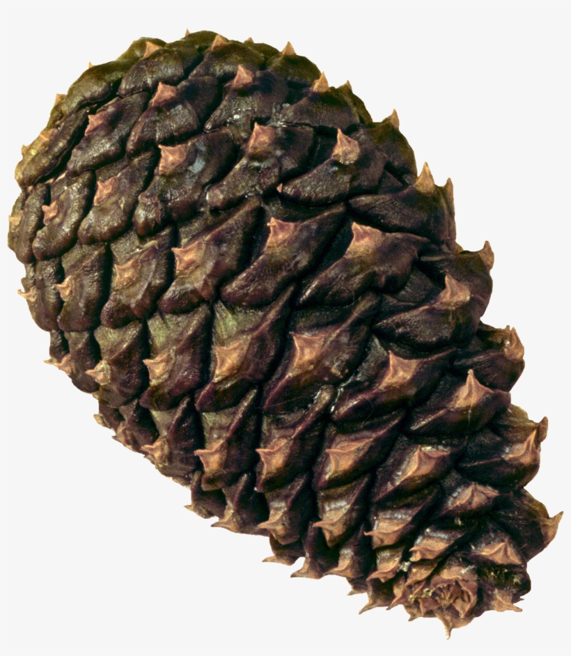 Png Pine Cone, transparent png download