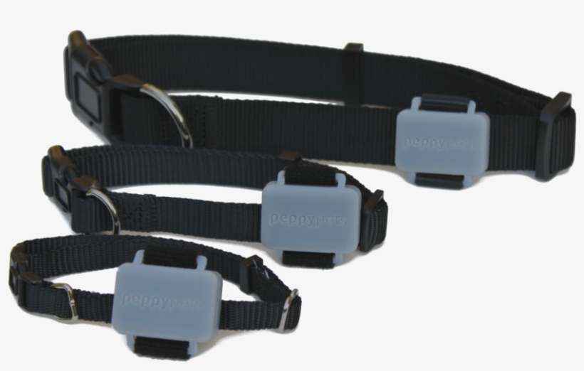Peppypets Tag On Dog Collar - Portable Network Graphics, transparent png download