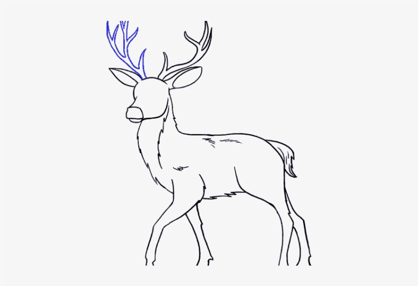 Drawn Deer Male Deer - Reindeer, transparent png download