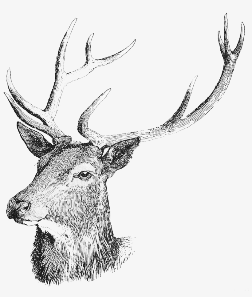 Transparent White Tailed Reindeer Clip Art Free Graphic - Deer Head Transparent Background, transparent png download