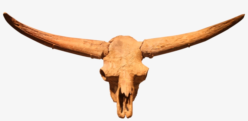 Bison Latifrons Skull, North Dakota, Ice Age, Jessica - Bison Latifrons Skull, transparent png download