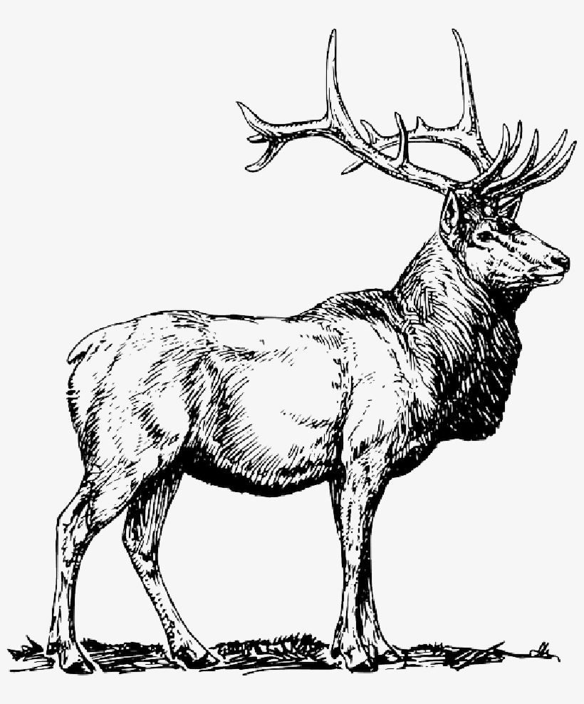 Cervine, Hart, Deer, Animal, - Elk Clip Art, transparent png download