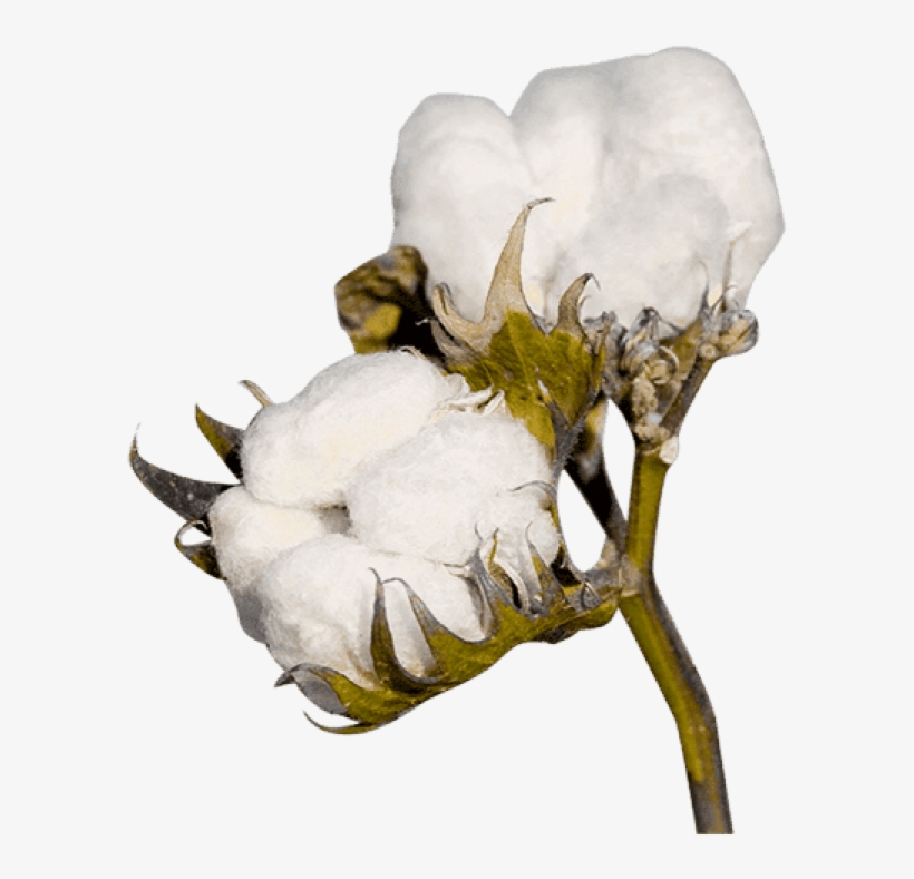 Free Png Cotton Plant Png Images Transparent - Cotton Png, transparent png download