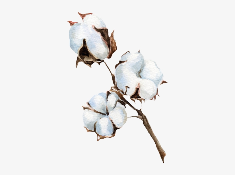 Cotton Png Background Image - Watercolor Painting, transparent png download