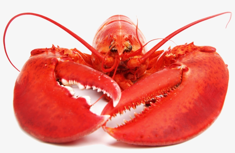 Lobster Png Free Download - Lobster Marijuana, transparent png download