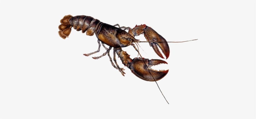 Lobster Png Picture - Prongs Hat, Adult Unisex, White And Black, One Size, transparent png download