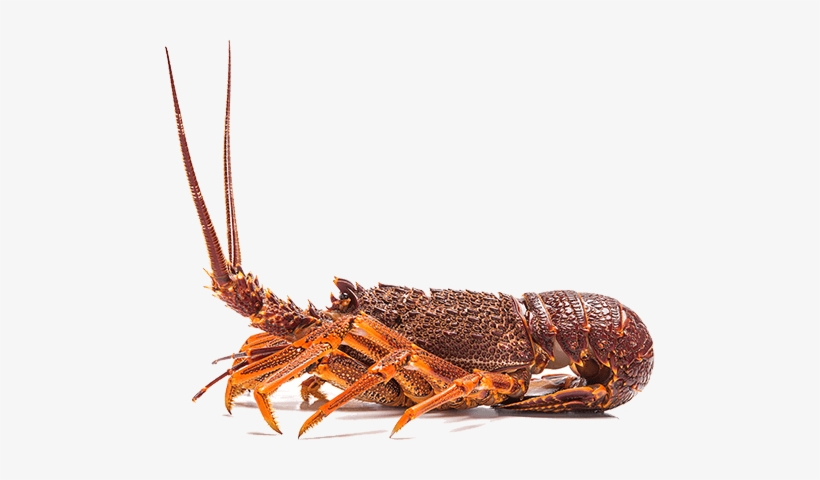 Similar Png's - - Australian Crayfish, transparent png download