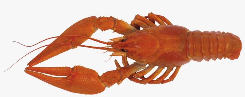 Download - Рак На Прозрачном Фоне, transparent png download