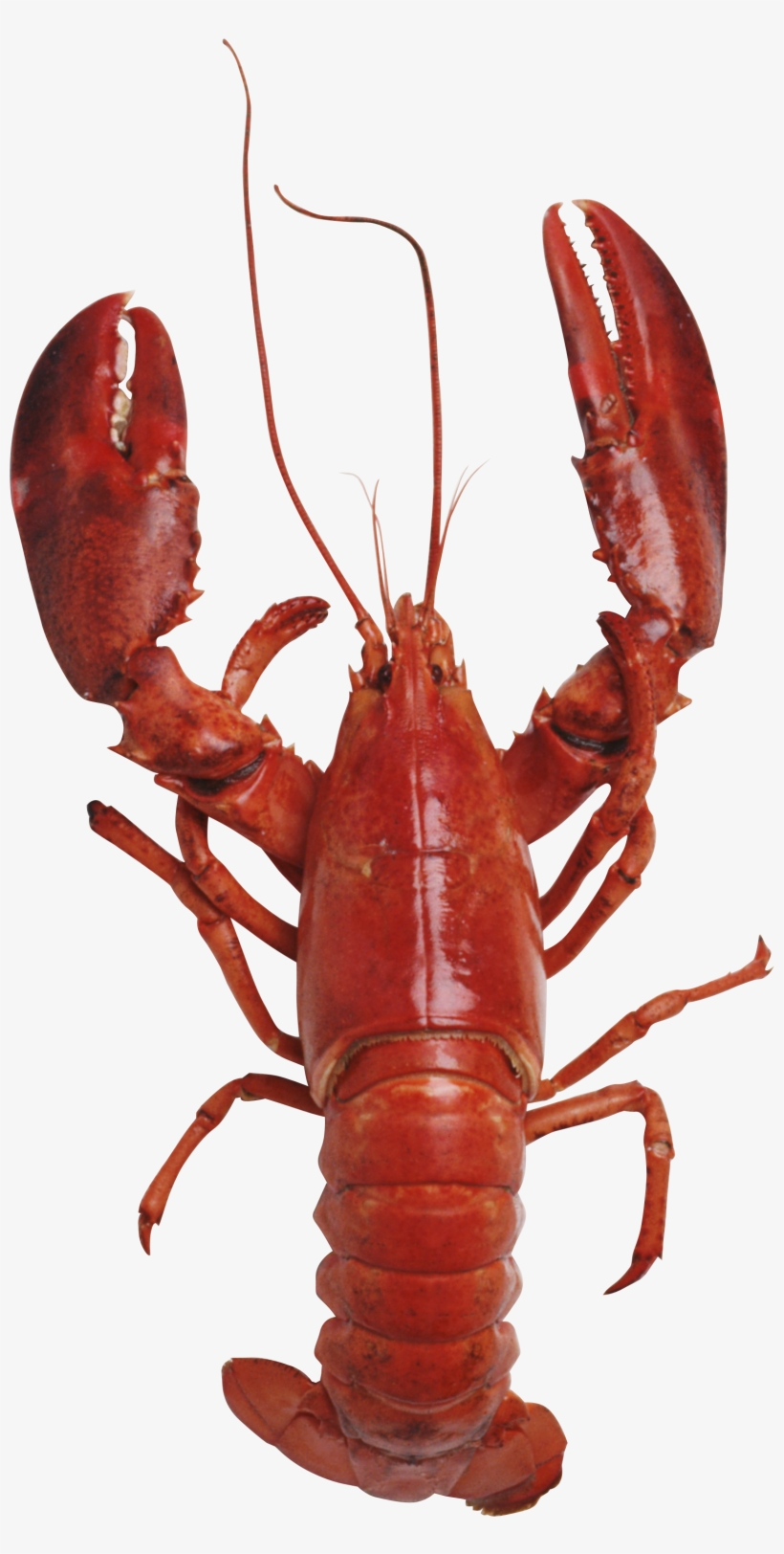 Lobster Png, transparent png download