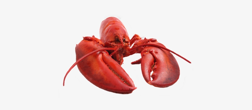 Lobster - Transparent Lobster, transparent png download