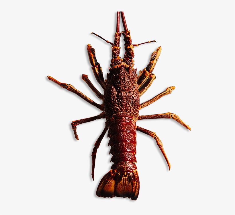 Watch Our Videos To Learn More About The Rock Lobster - American Lobster, transparent png download