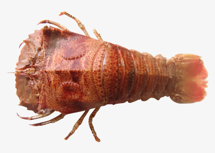 Moreton Bay Bugs In Melbourne - Moreton Bugs, transparent png download