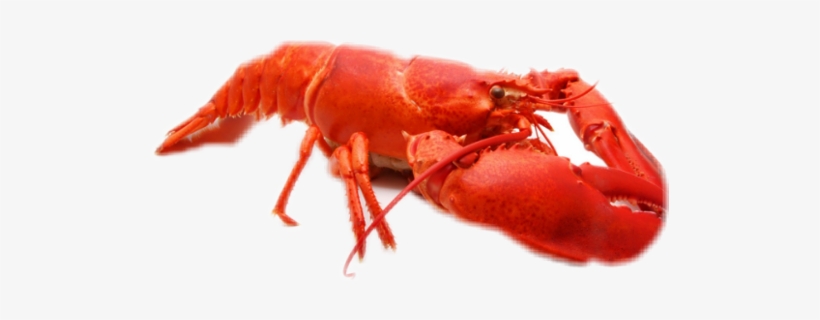 Рак Freetoedit - Cooked Red Lobster, transparent png download