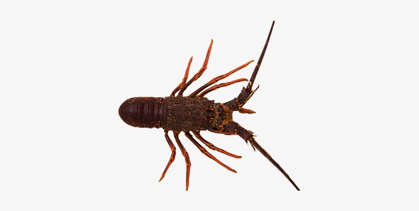 Southern Rock Lobster Jasus Edwardsii - Spiny Lobster, transparent png download