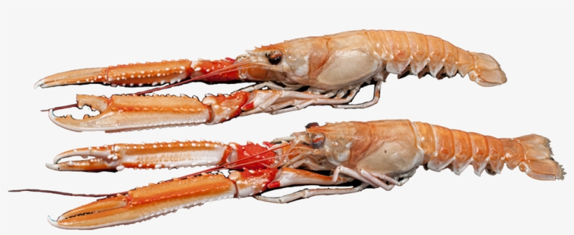 American Lobster, transparent png download