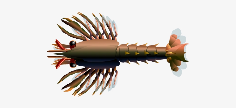 Stage I Lobster, Stage Ii Lobster, Stage Iii Lobster - Lobster Stage 3, transparent png download