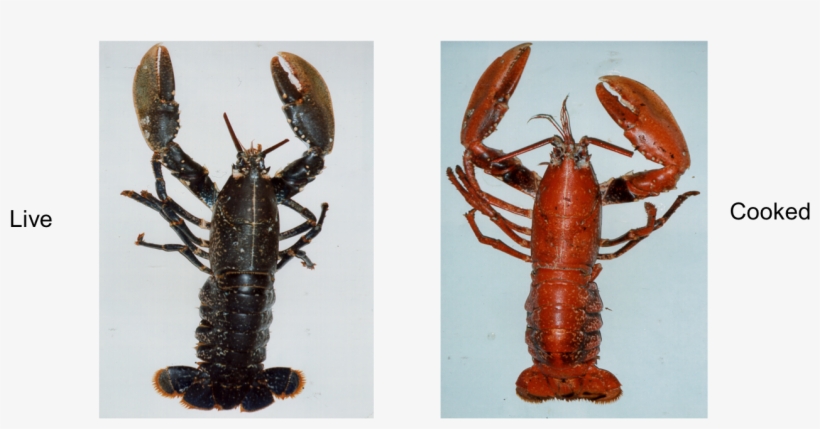 Lobster - Colour Are Lobsters Before They Are Cooked, transparent png download
