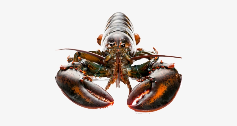 Canadian Lobster - Tipos De Langosta Y Sus Nombres, transparent png download