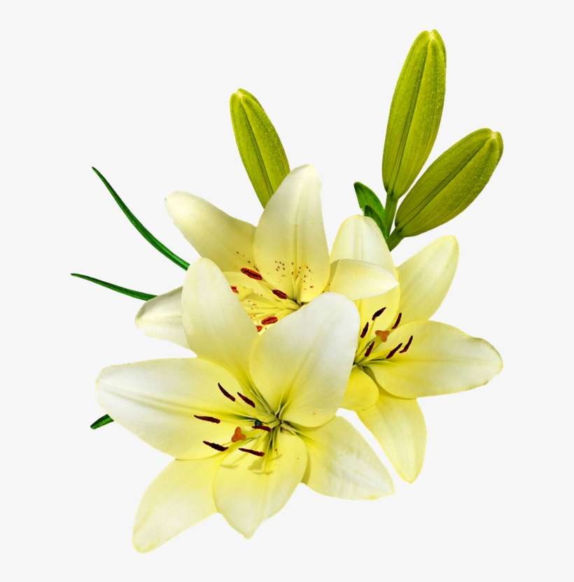 Easter Lilies - Tiger Lily, transparent png download