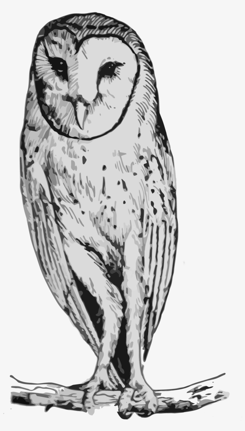 Barn Drawing Nature - Snowy Owl, transparent png download