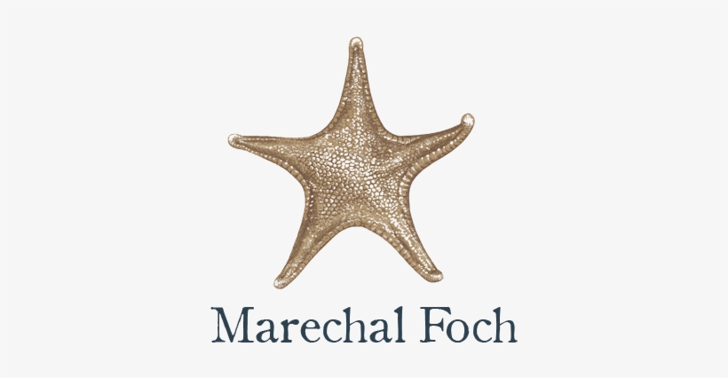 Echinoderm, transparent png download