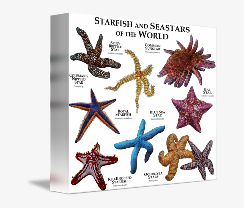 Drawing Starfish Artistic - Starfish Of The World, transparent png download